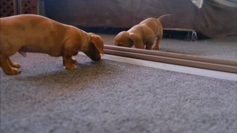 A dog fights with his reflection in the mirror