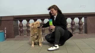Dog Steals Reporter’s Microphone
