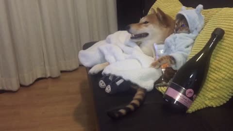 Pampered dog and cat chill out for movie night