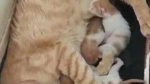 mother cat and lovely kittens cute !!!