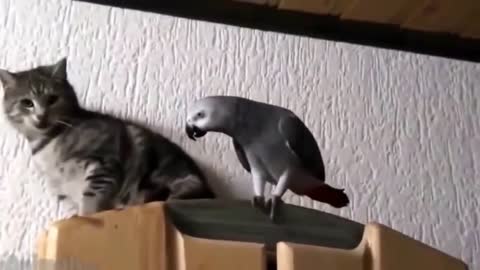 Crazy Parrot disciplines his cat friend
