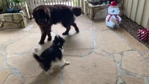Very Cute Cavalier unsuccessfully initiates play with Newfie