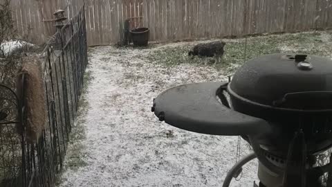 Schnauzer in the Snow