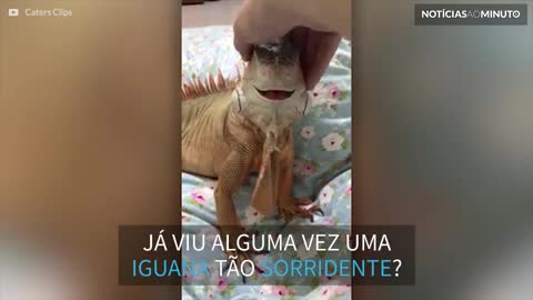 Esta iguana sorri sempre que recebe carinho