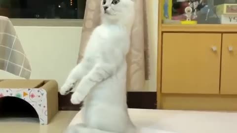 Funniest Cat Videos In The World | Funny Animal Videos