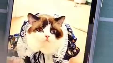 Cute and Funny Cat Video Compilation 2021 _Part _11 #shorts
