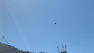 Large bird gliding in east Las Vegas, near Frenchman mountain.