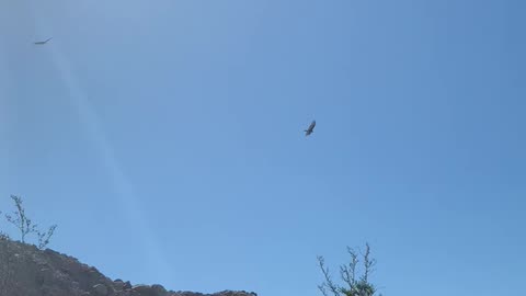 Large bird gliding in east Las Vegas, near Frenchman mountain.