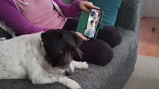 Dog watches herself on the phone