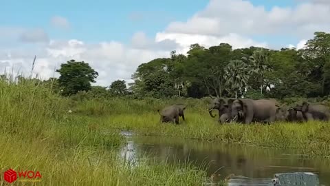 Amazing Elephant Saves Baby Elephant From Crocodile!!! Animals Hunting Fail