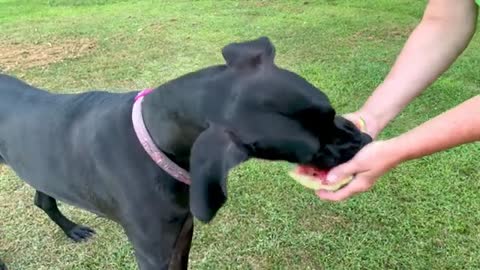 Great Dane puppy goes crazy for juicy watermelon