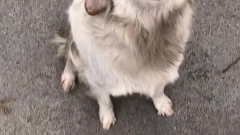 Big tooth smiling dog needs a good orthodontist.