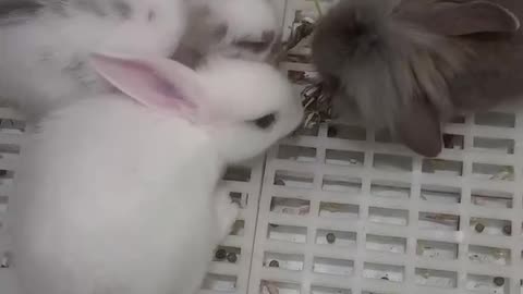 Three rabbits snatched food