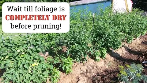 Pruning Determinate Tomato Plants