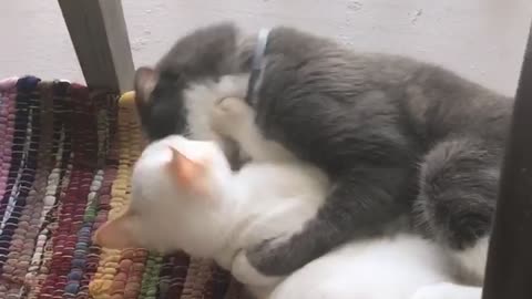 White and grey cat fight cuddle on rainbow blanket