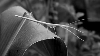 Amazing Stick Insect Fauna On Plant