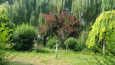 This red maple tree is so bright