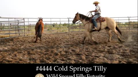 4444 Cold Springs Tilly - 2019 Wild Spayed Filly Futurity