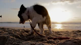 A cute dog playing near the beach