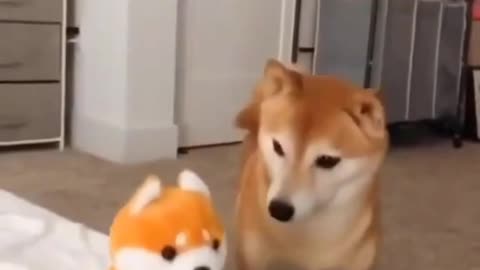 This funny dog is looking for sound, but sound is a toy