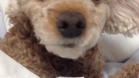 Mira, a toy poodle’s daily life