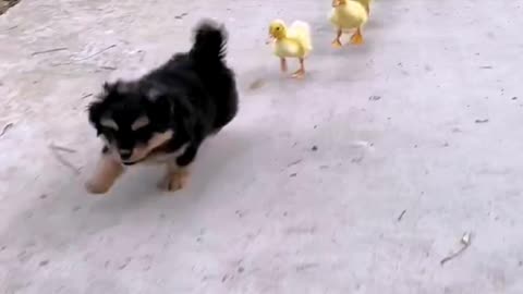 Puppy with a group of ducklings strolling down the road