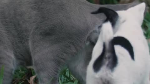 a puppy bothering a big cat