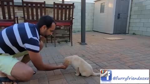 "Labrador puppy learning and performing training commands dog showing all training skills"