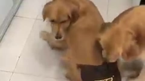 CARING DOG HELPS HIS TROUBLED FRIEND