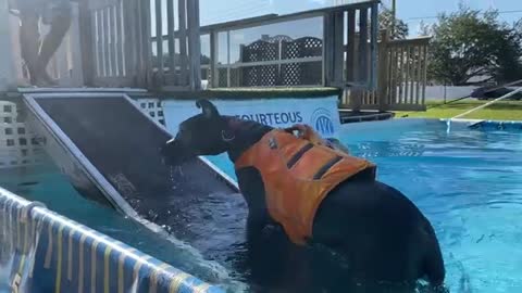Three Great Danes Cheer On Funny Doggie Swimming Lesson