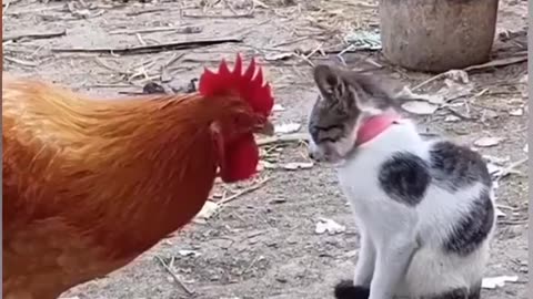 Funny Cats Video 😹 Funny Animal Video