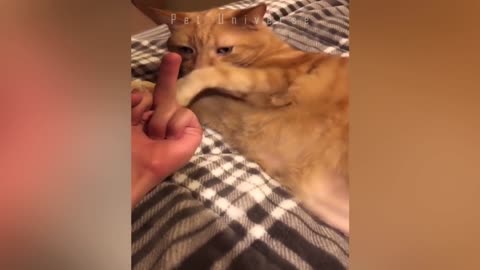 Dog And Cat Really Hates Middle Finger - Funny Pet Reaction | Pet Universe