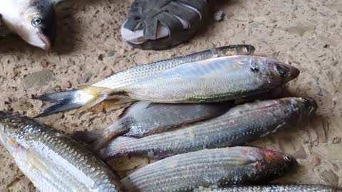 Bread Fishing Secrets Of Baking Mullet Fishing Important Information For Beginners