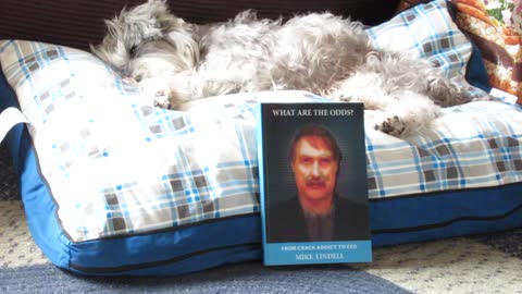 MyPillow Dog Bed (medium size)