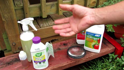 How to Use Neem Oil in the Vegetable Garden for Chewing Insects: Recipe Mix