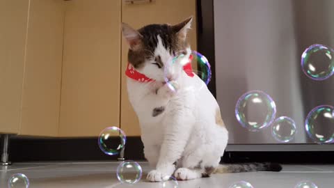 A funny cat play with air bubbles