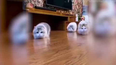 funny and adorable videos about Pets.😂😹|♥ Best Funny Cat Videos😅