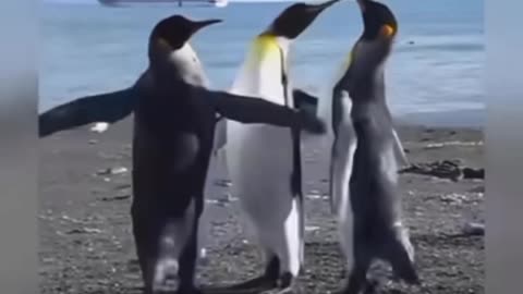 Zoo animal video viral