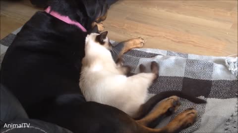 The Siamese kittens Playing