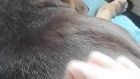 ASMR Dog Massage