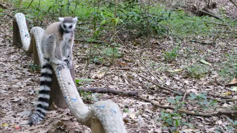 A wild lemur strolling around the forest ground
