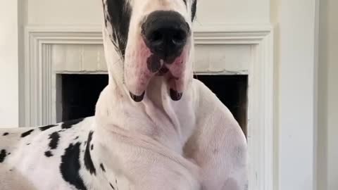 The Great Dane Video 39