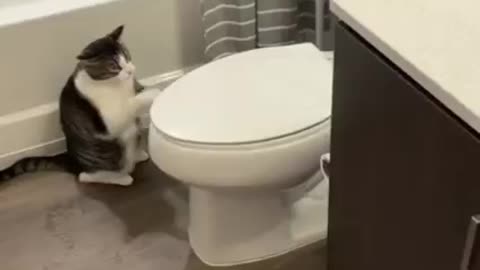 Funny Cat😾 Dont Try To hold Back Laughter 🐱 just Look Funny Cats Life🤣