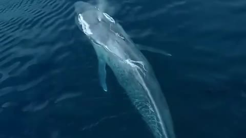 Blue Whale swim to the Boat and the size is Amazing - The World's Biggest animal - Whale