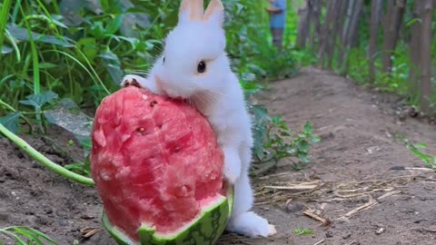 Rabbit 🐰# Eatting fruit 🍉