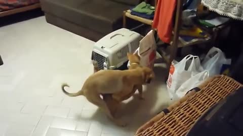 Dog and cat mating | Little funny dog mating poor cat