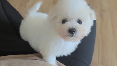 This is a white and pretty puppy