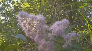 Spiraea salicifolia