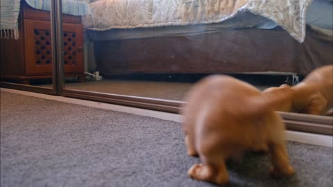 Dog Scared Watching His Reflection in Mirror