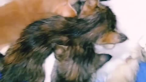 Cute cat animals satisfying World best video in USA UK